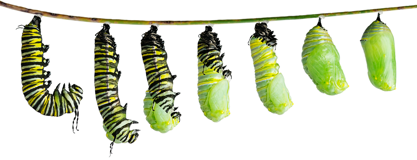 Monarch Caterpillar in Various Stages